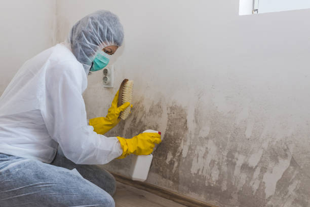 Best Attic Mold Removal  in Miamisburg, OH