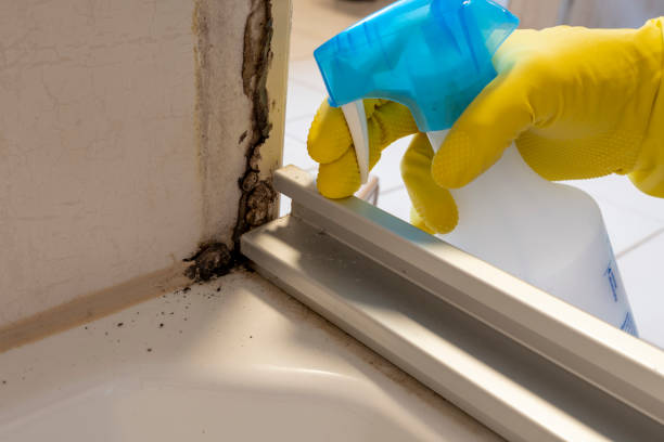 Best Local Mold Removal Service  in Miamisburg, OH