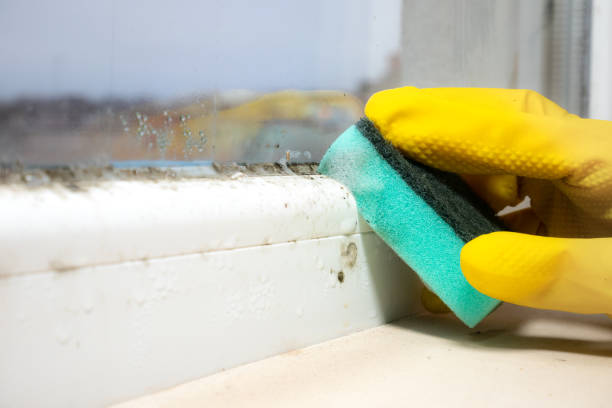 Best Mold Inspection  in Miamisburg, OH