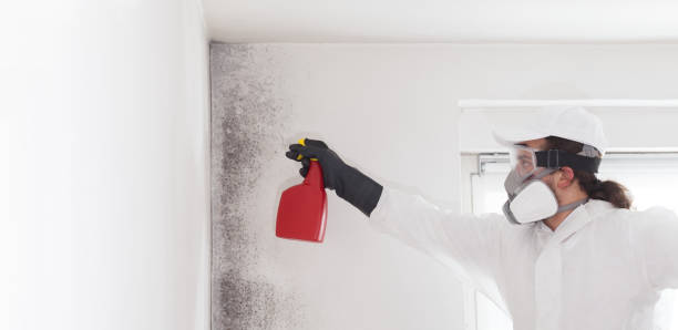 Attic Mold Removal in Miamisburg, OH