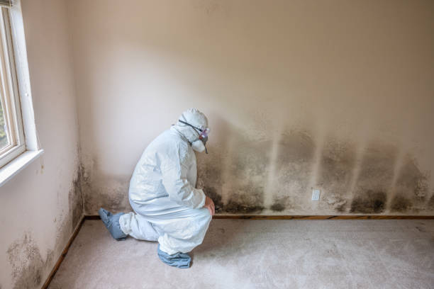 Trusted Miamisburg, OH Mold Removal Experts