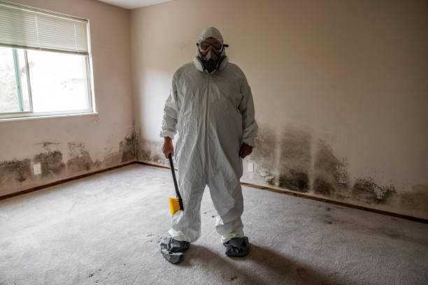 Attic Mold Removal in Miamisburg, OH