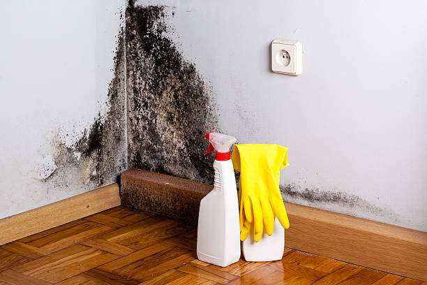 Best Mold Damage Repair  in Miamisburg, OH