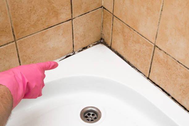 Best Black Mold Removal  in Miamisburg, OH